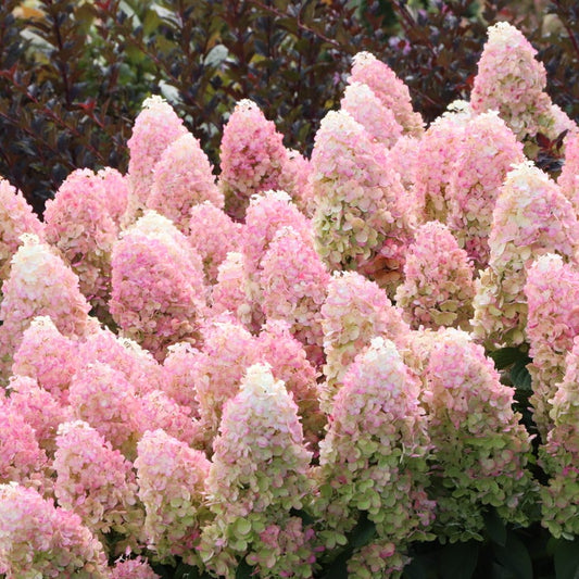 Pink and white hydrangea flower blooms in a dense cluster, with green foliage and a dark reddish background.