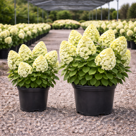 Two potted plants with white flowers and green leaves in a nursery setting.