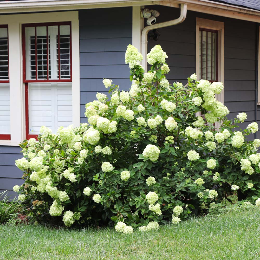 Limelight Hydrangea - 3 Gallon