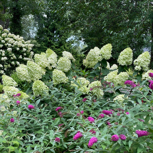 A lush garden bed filled with clusters of pale green hydrangea blooms, bright pink butterfly bush flowers, and green foliage against a backdrop of dense trees.