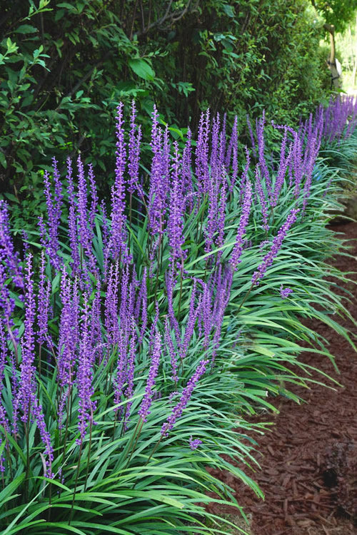 Big Blue Liriope