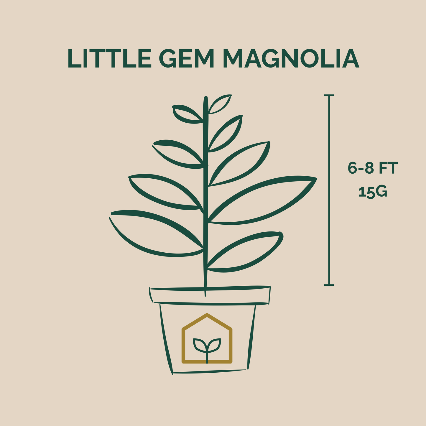 Illustration of a Little Gem Magnolia plant with dimensions on a beige background