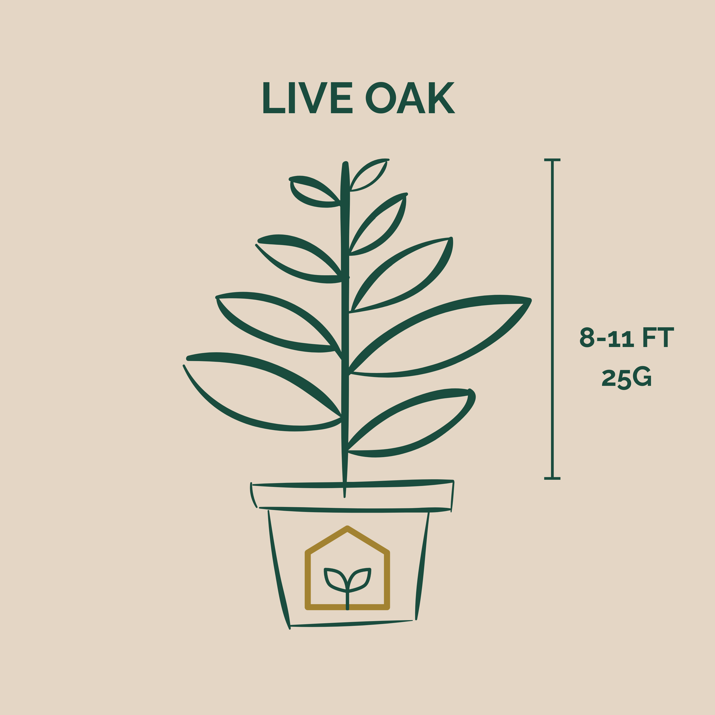 Illustration of a potted Live Oak plant with dimensions on a beige background