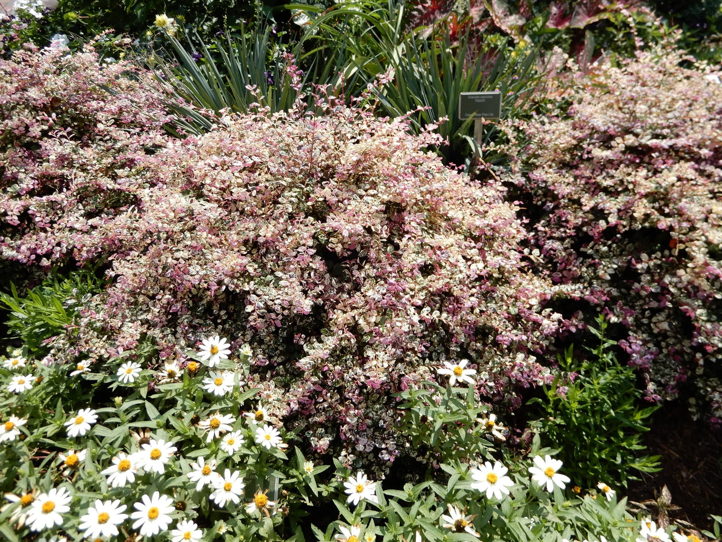 Jazz Hands® Pink Loropetalum - 3 Gallon