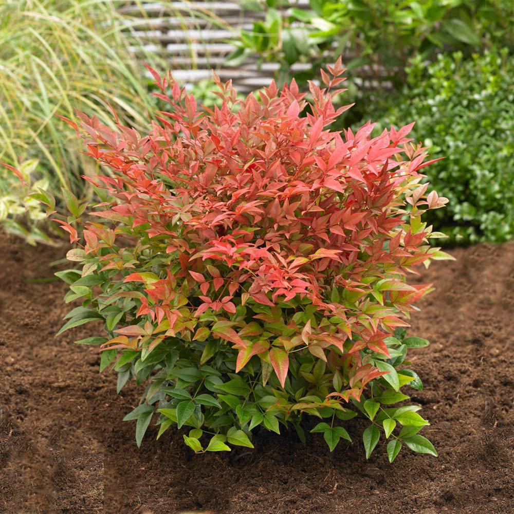 Obsession Nandina - 3 Gallon