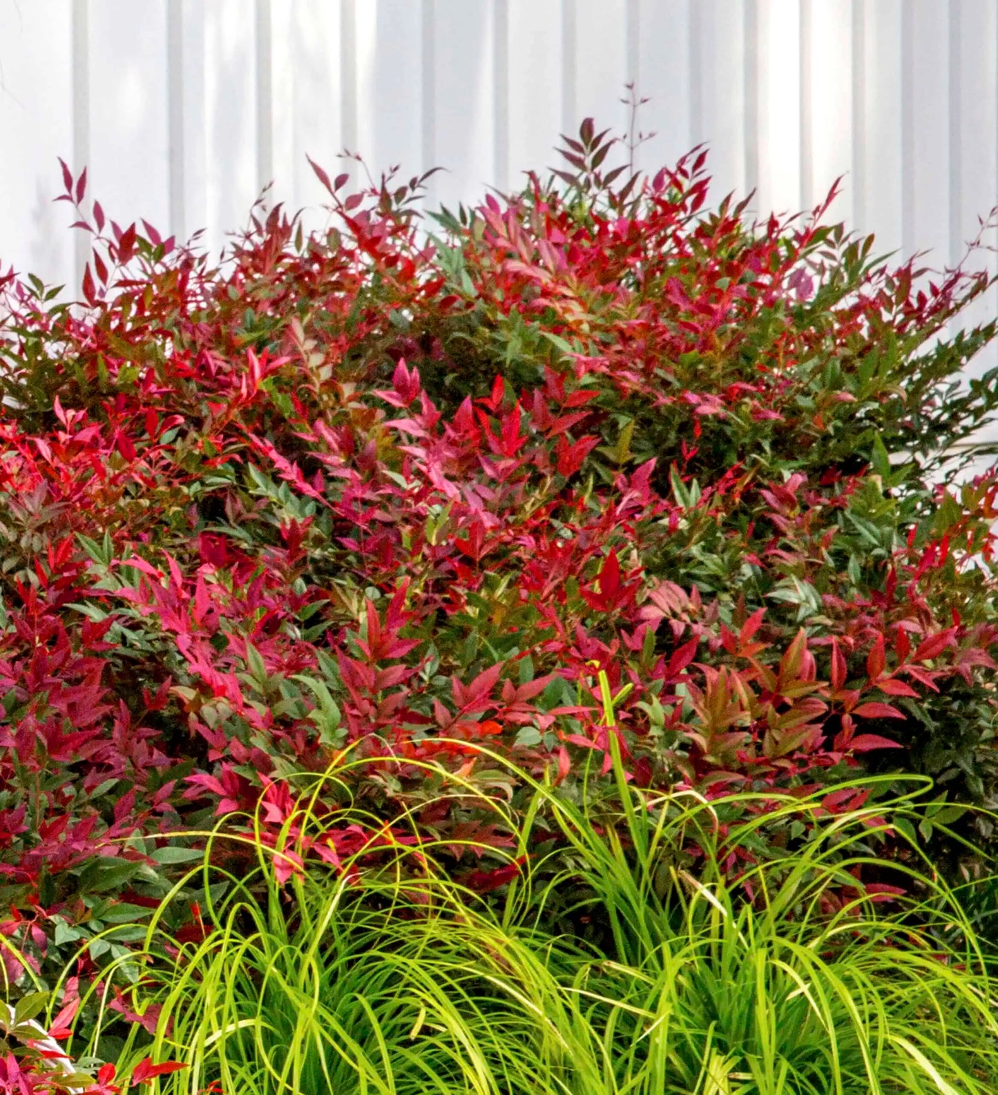 Obsession Nandina - 3 Gallon