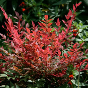 Obsession Nandina - 3 Gallon