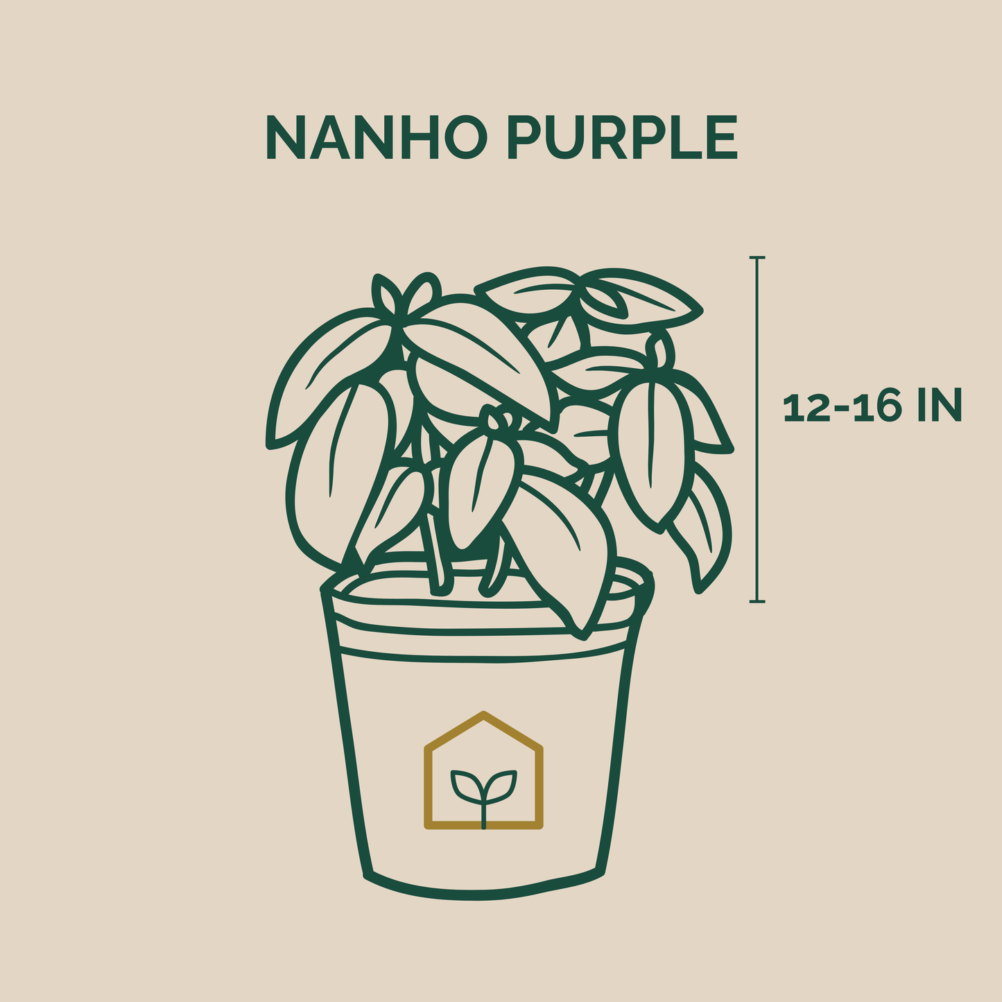 Illustration of a potted plant with 'Nanho Purple' text and size measurement on a beige background