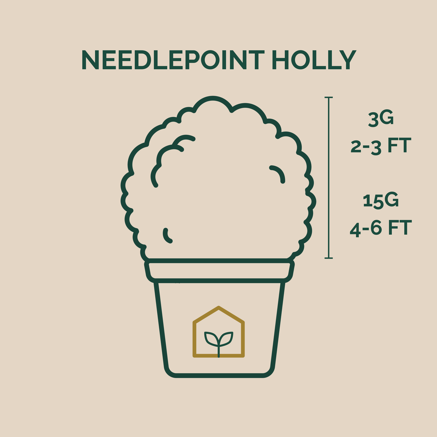 Illustration of a potted plant labeled 'Needlepoint Holly' with size measurements on a beige background.
