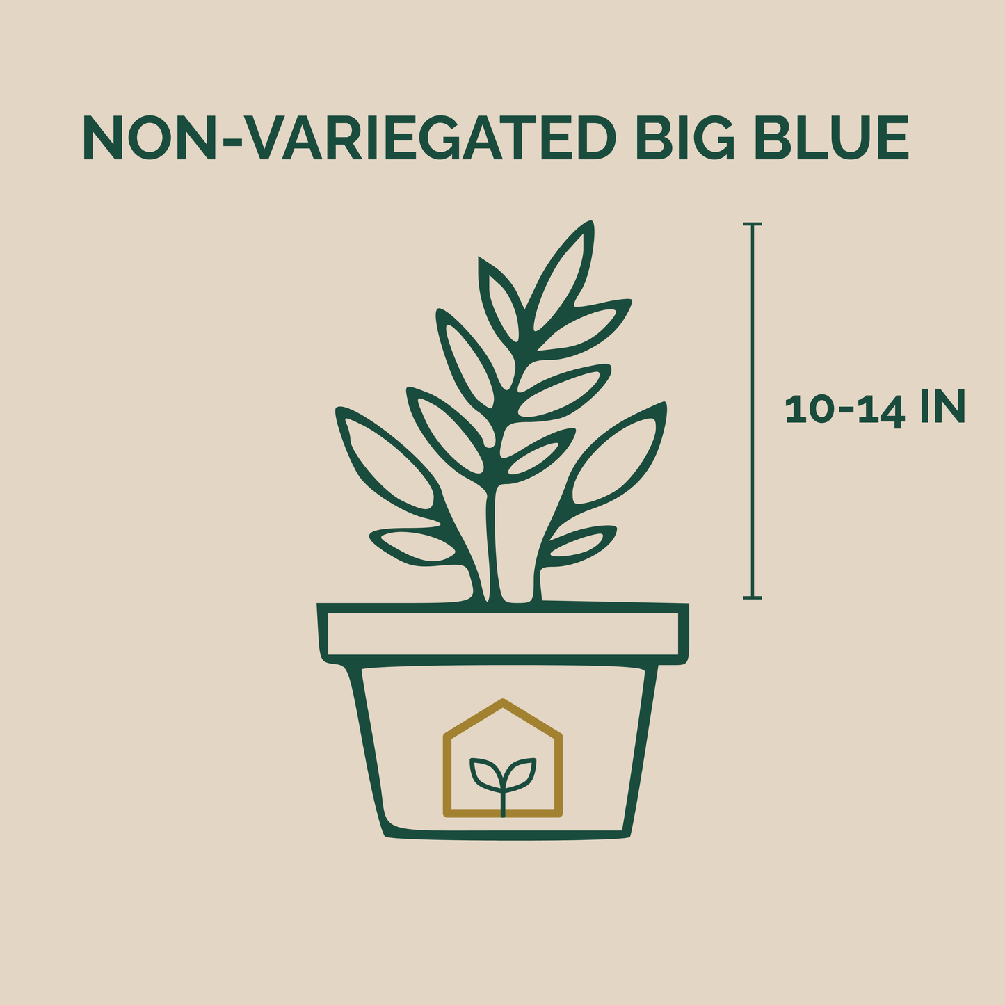 Illustration of a potted plant with dimensions on a beige background