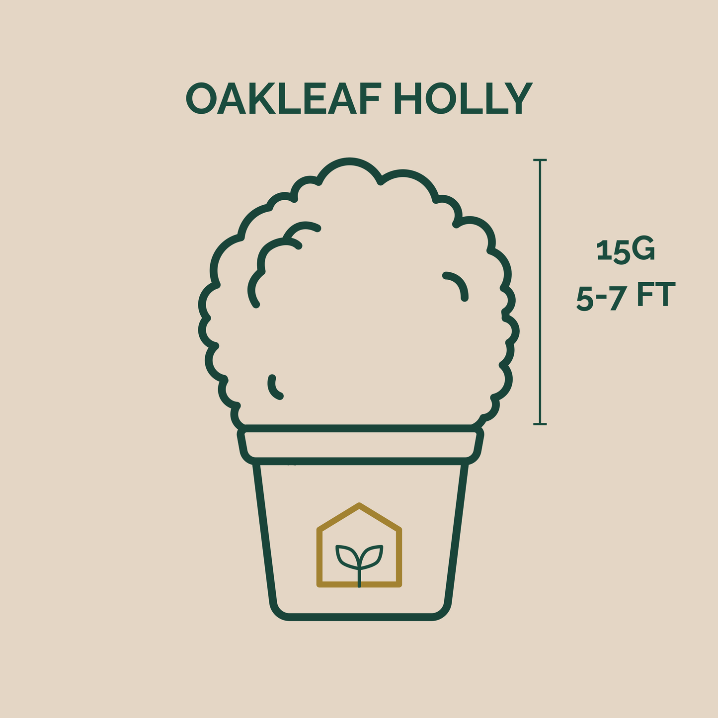 Illustration of an Oakleaf Holly plant with dimensions on a beige background