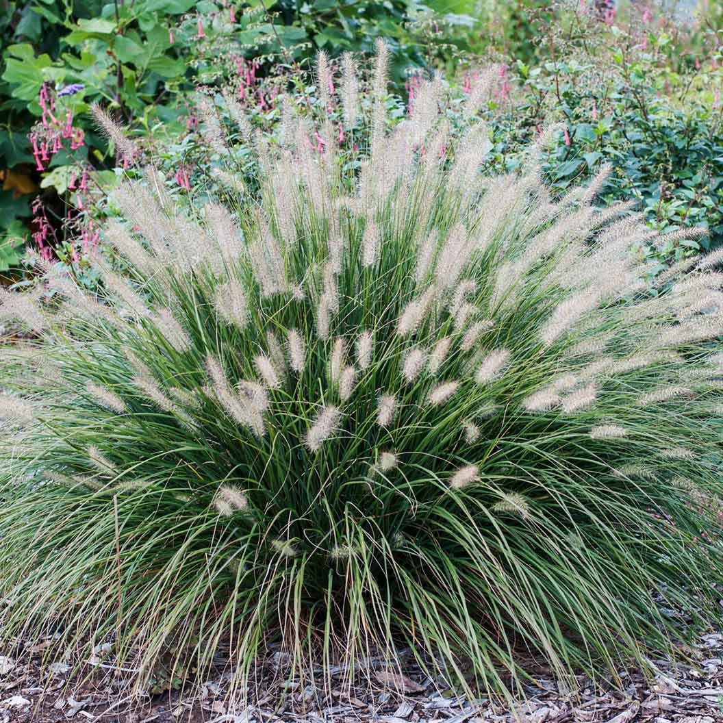 HameIn Dwarf Fountain Grass - 3 Gallon