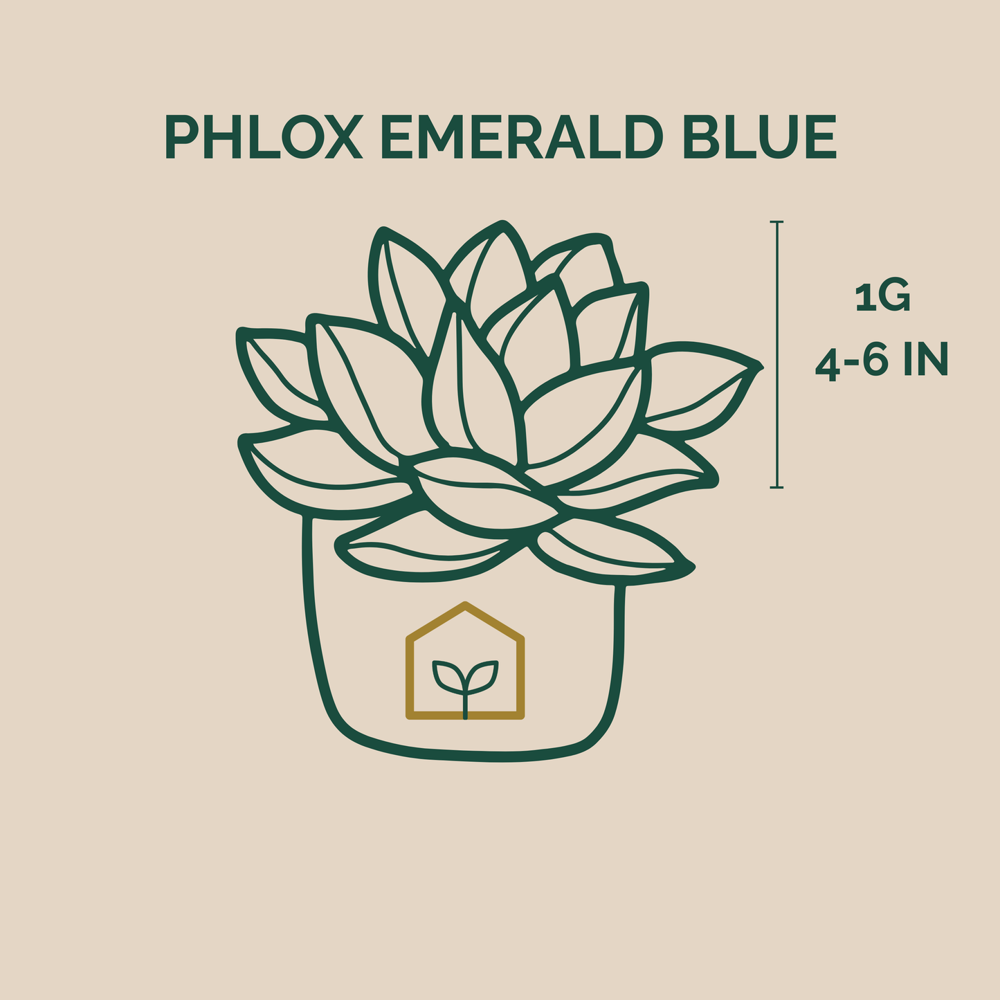 Illustration of a plant labeled 'Phlox Emerald Blue' with size information on a beige background.