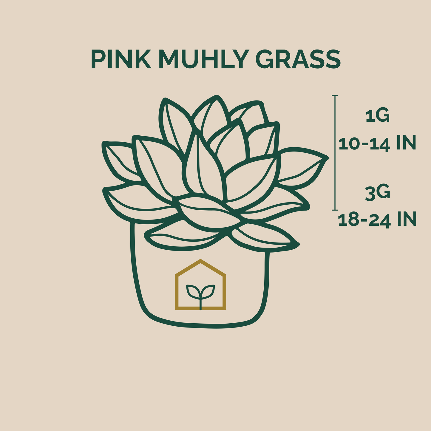 Illustration of pink muhly grass with size measurements on a beige background