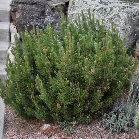 Dwarf Mugo Pine