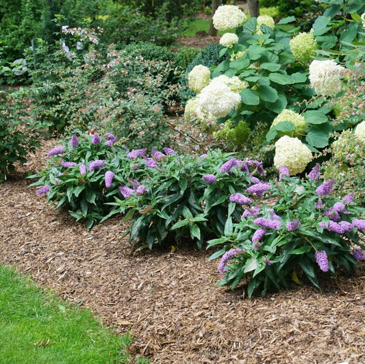 A garden bed with purple flowering plants in the foreground, white hydrangea blooms in the background, mulch covering the ground, and a patch of green lawn in the lower left corner.