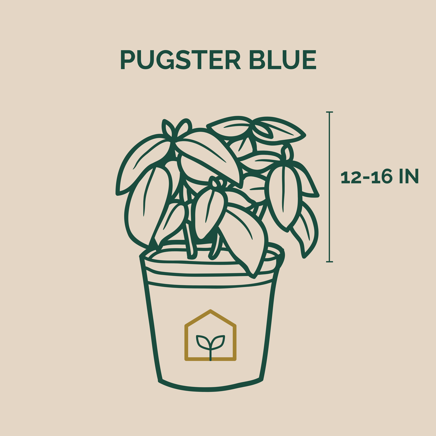 Illustration of a potted plant with 'Pugster Blue' text and plant size measurement on a beige background.
