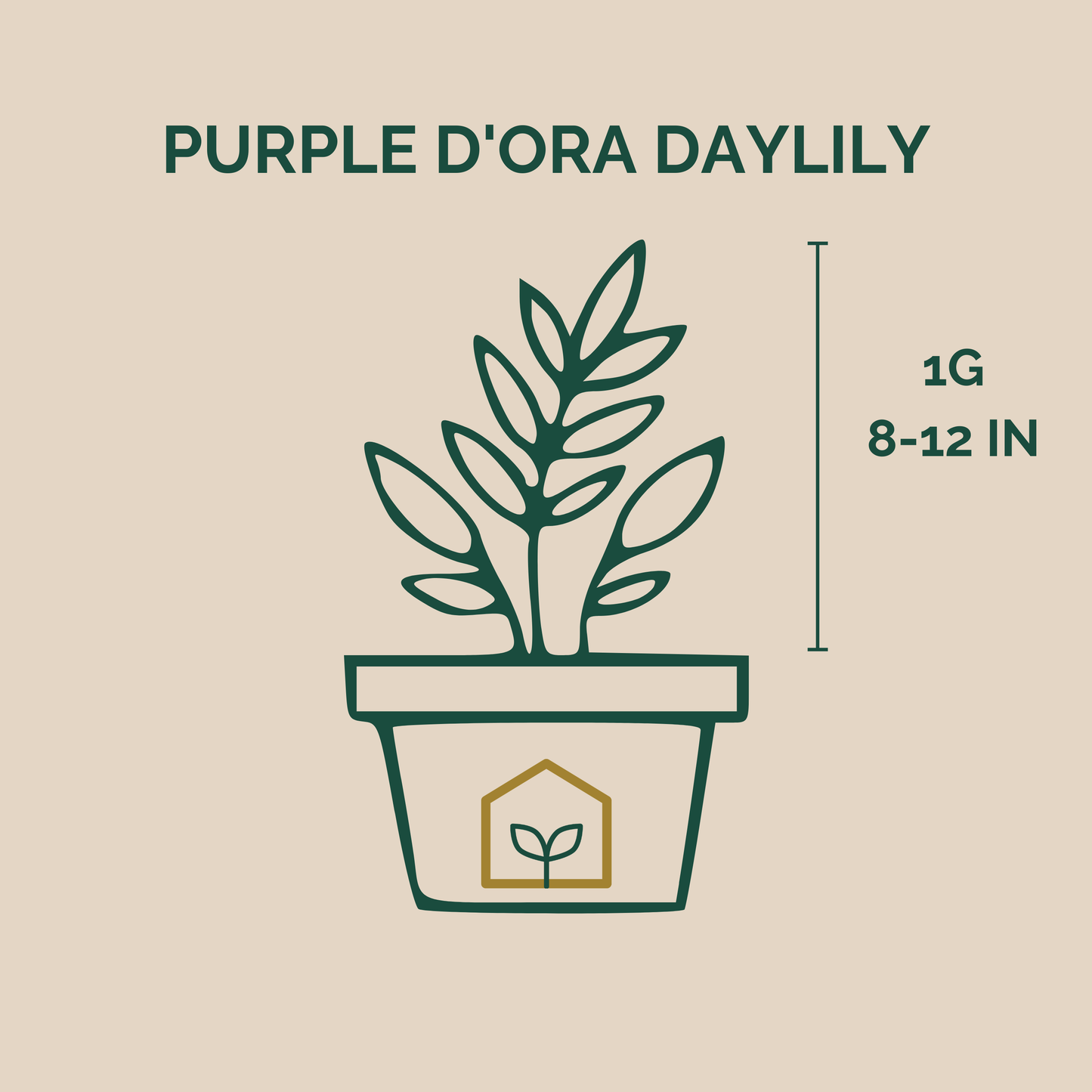 Illustration of a potted plant with 'Purple d'Ora Daylily' text and dimensions on a beige background.