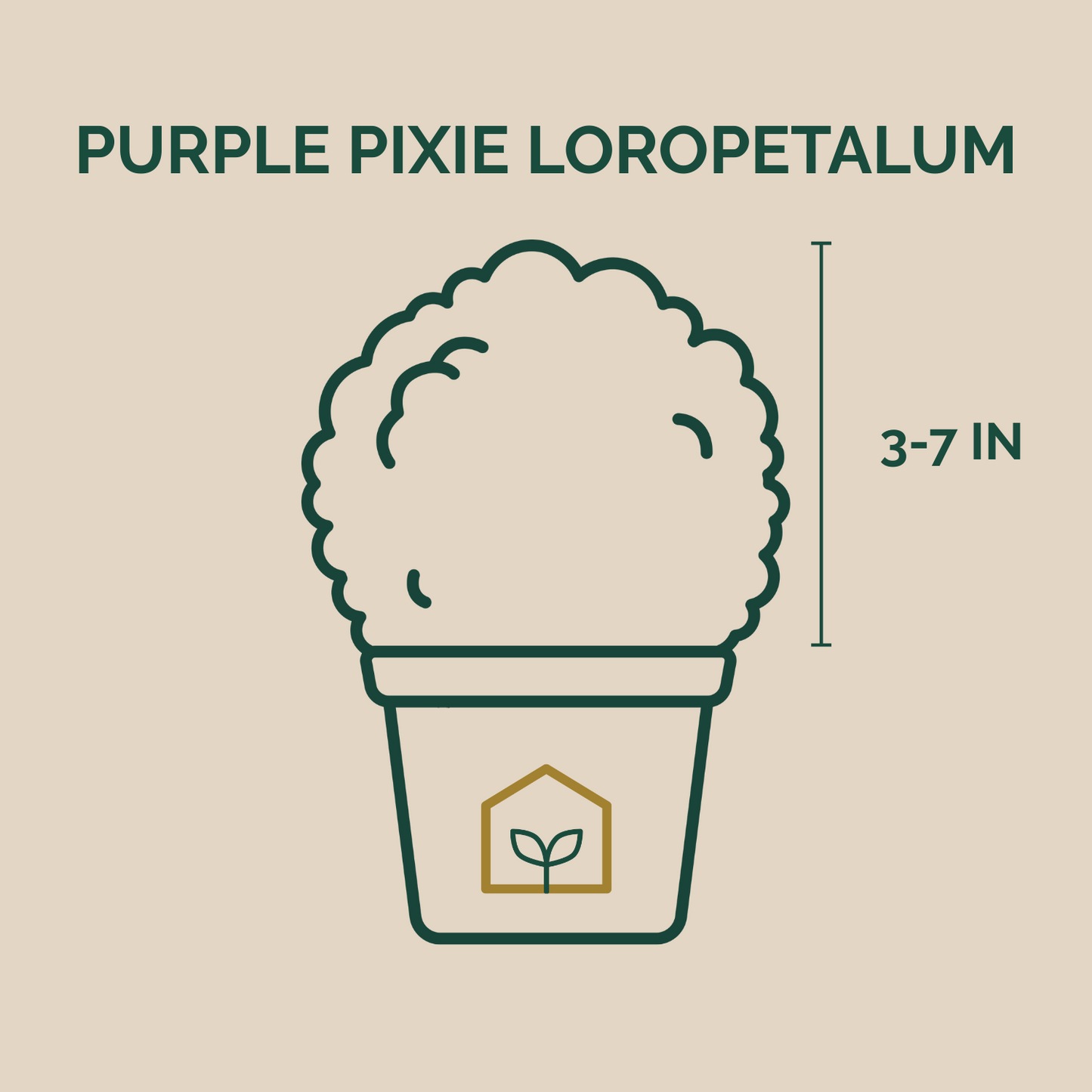 Illustration of a plant labeled 'Purple Pixie Loropetalum' with dimensions on a beige background.