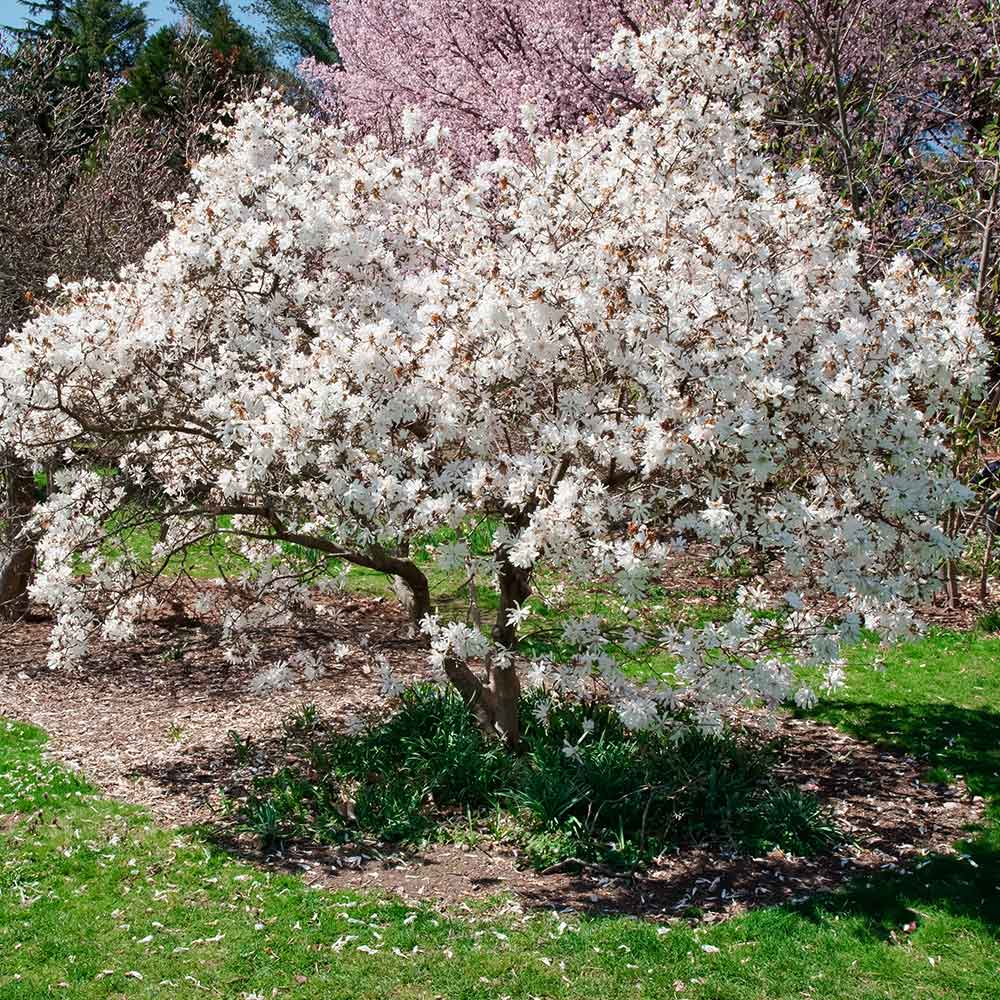 Royal Star Magnolia
