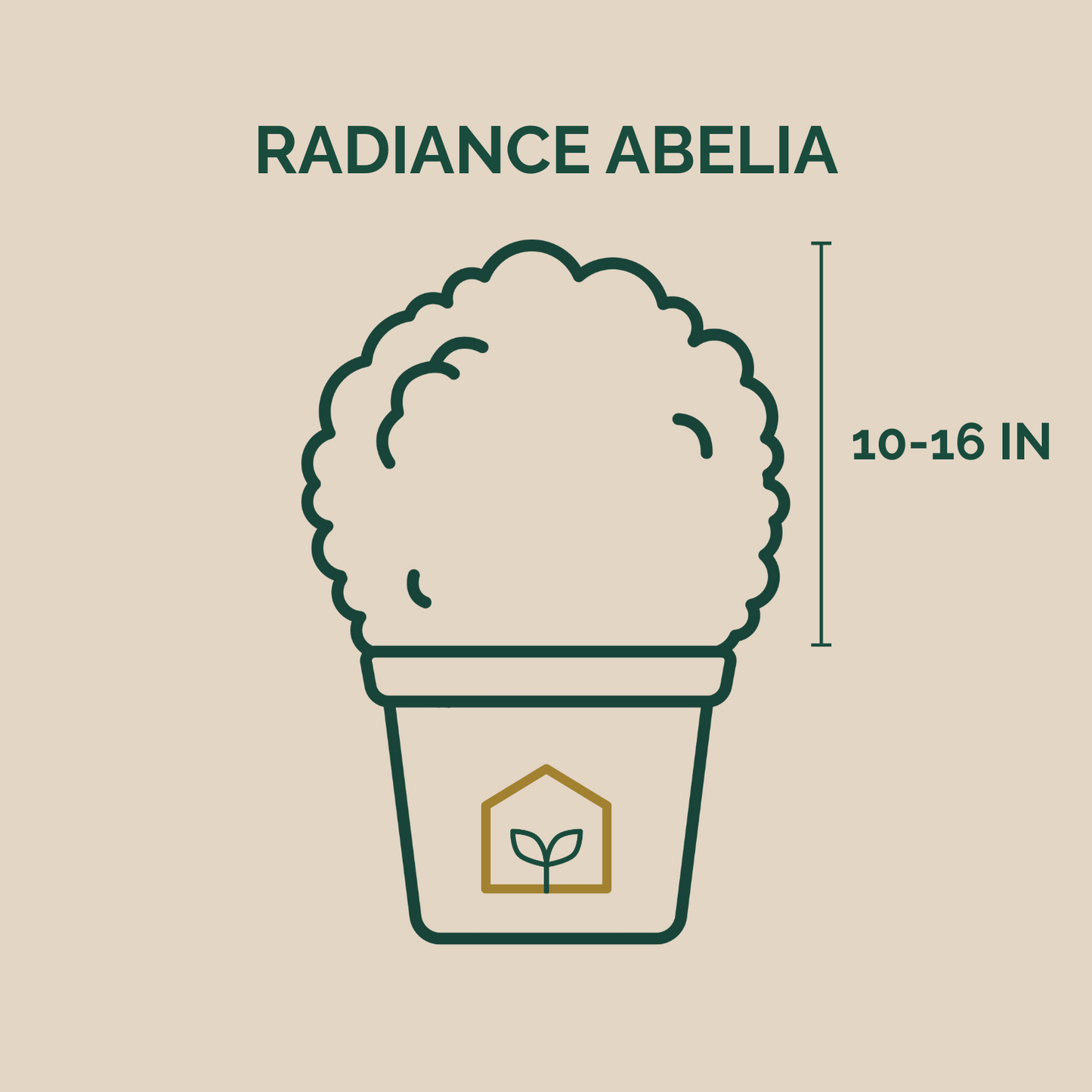 Radiance Abelia - 3 Gallon