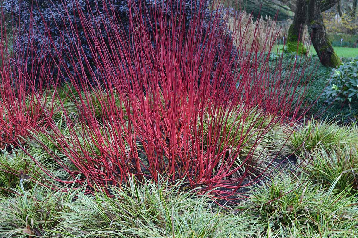 Arctic Fire® Red Twig Dogwood - 3 Gallon