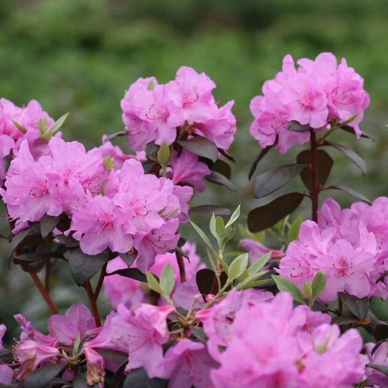 Black Hat® Rhododendron - 3 Gallon (2 Pack)