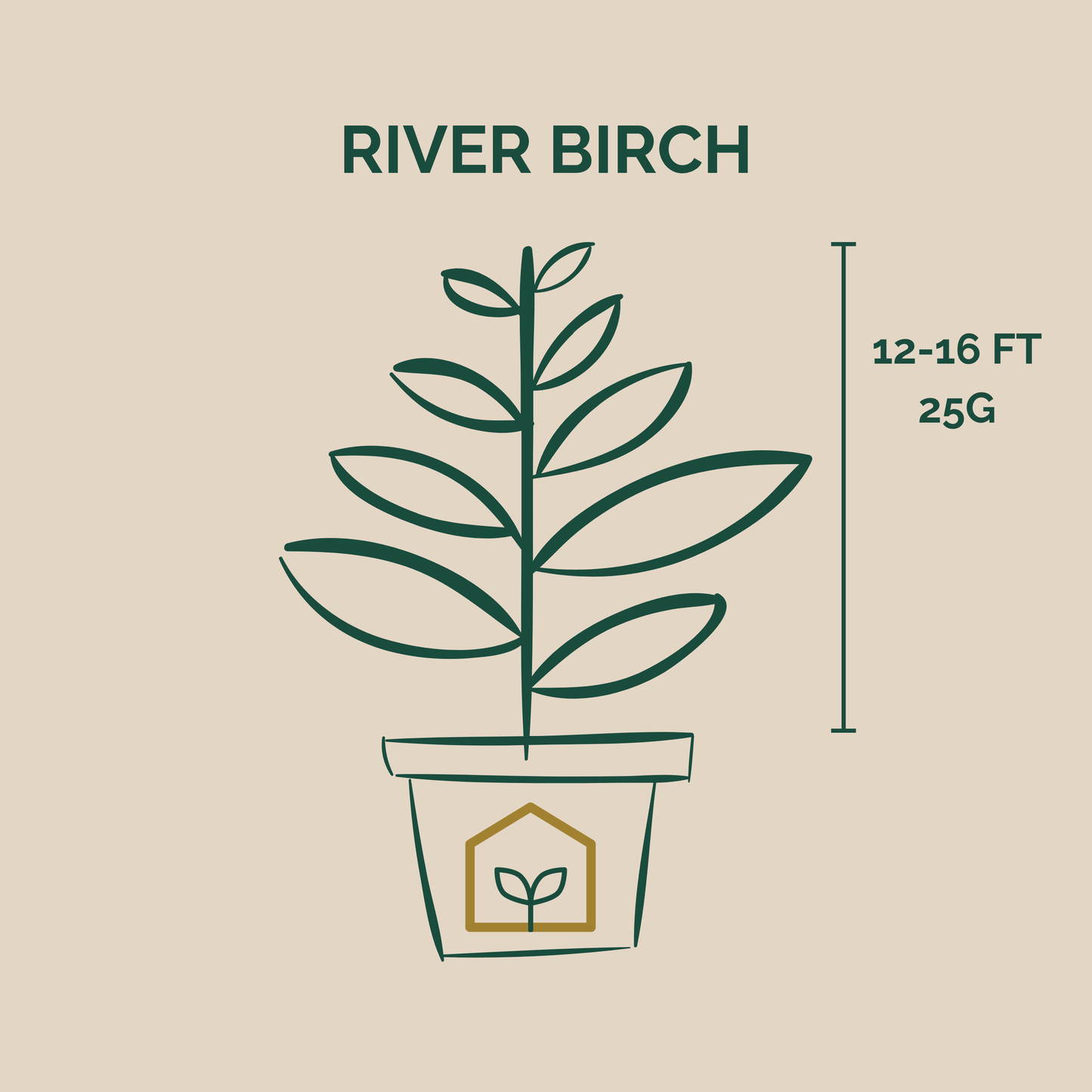 Illustration of a River Birch plant with dimensions on a beige background