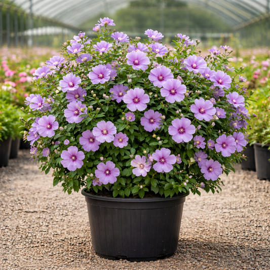 Potted plant with purple flowers in a greenhouse setting