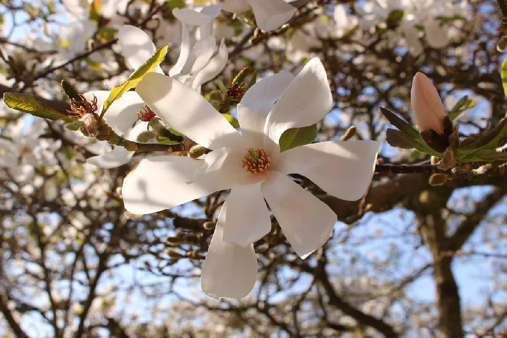 Royal Star Magnolia