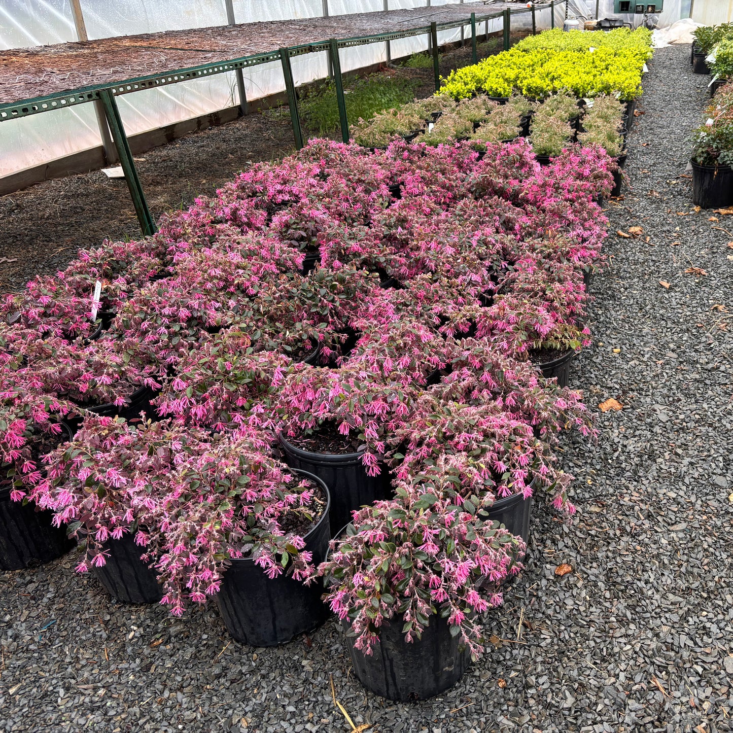 Row of potted plants with pink flowers in a greenhouse setting