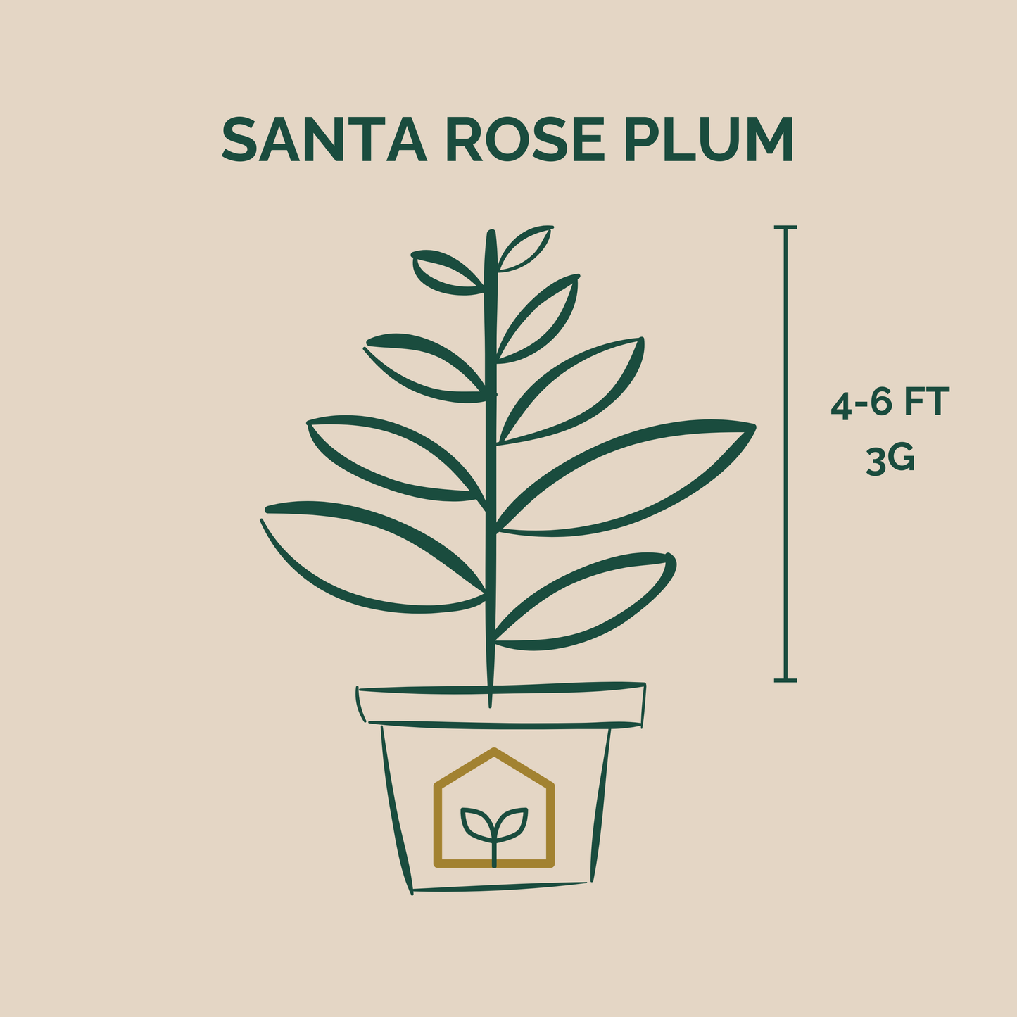 Illustration of a Santa Rose Plum plant with dimensions on a beige background