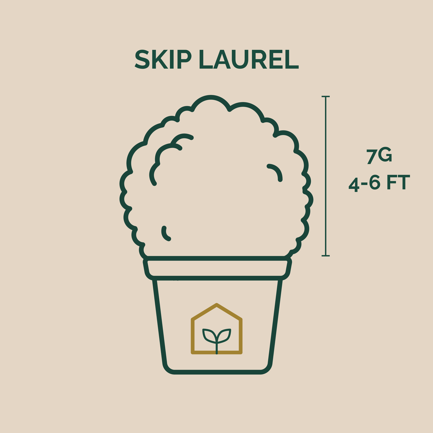 Illustration of a potted plant with 'Skip Laurel' text and plant dimensions on a beige background.