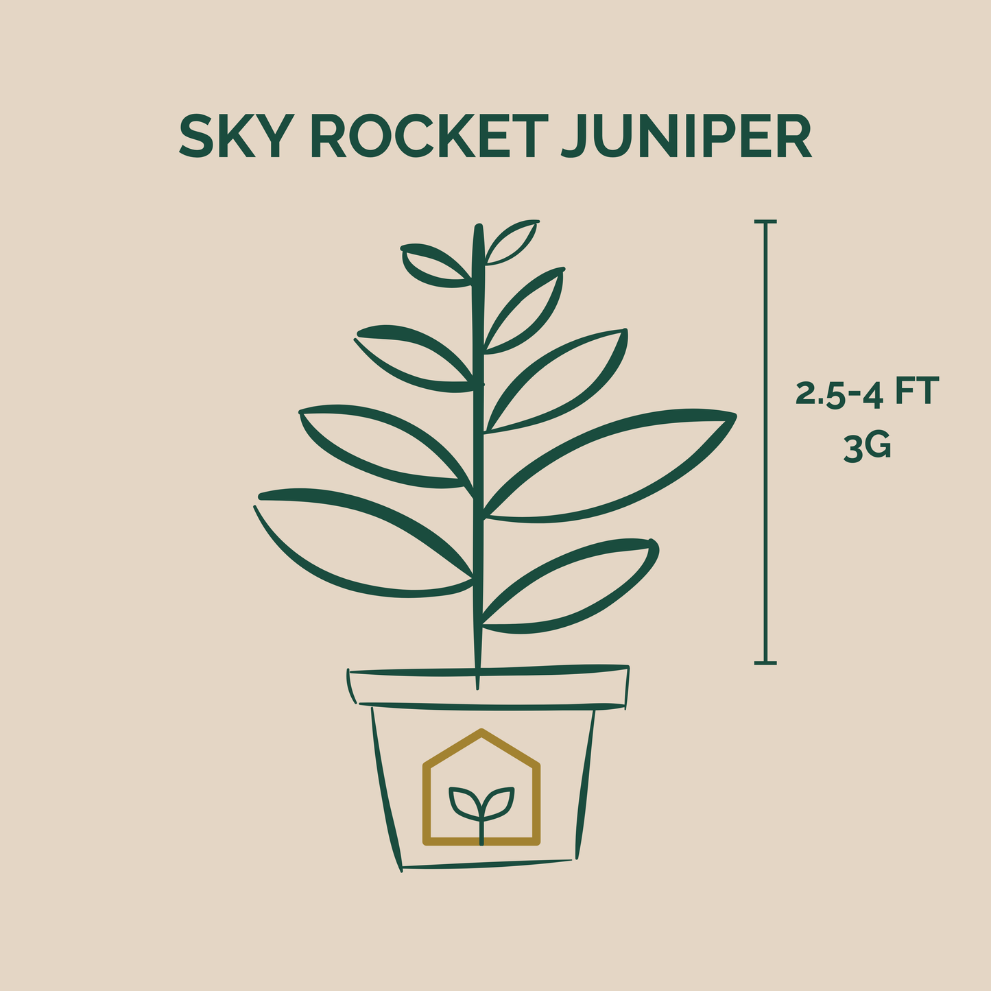 Illustration of a potted Sky Rocket Juniper plant with dimensions on a beige background