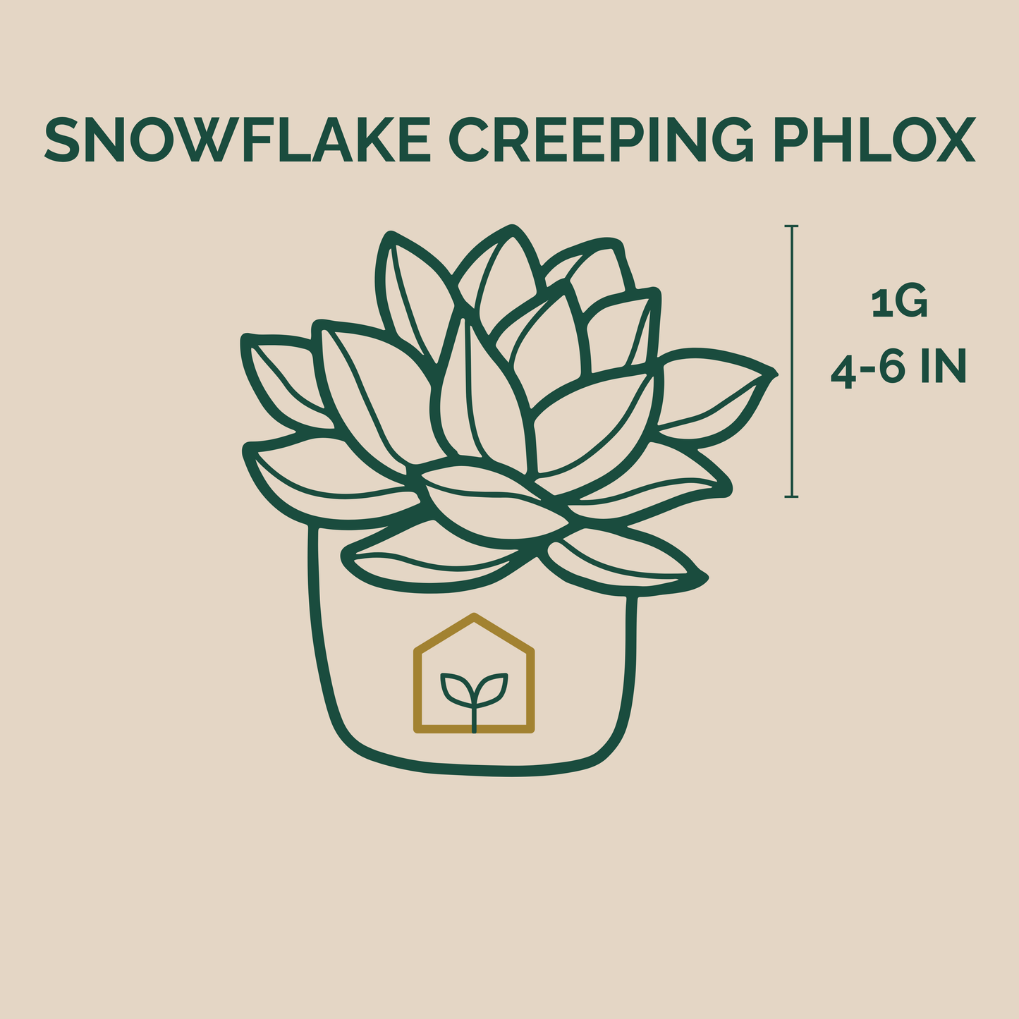 Illustration of a potted plant labeled 'Snowflake Creeping Phlox' with size information on a beige background.