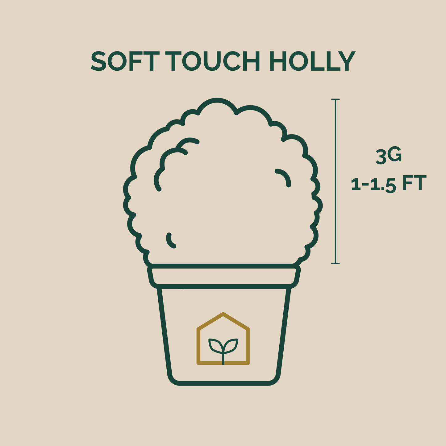 Illustration of a potted plant labeled 'Soft Touch Holly' with dimensions on a beige background.