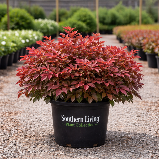 Potted plant with red foliage in a black pot, labeled 'Southern Living Plant Collection', on a gravel surface.