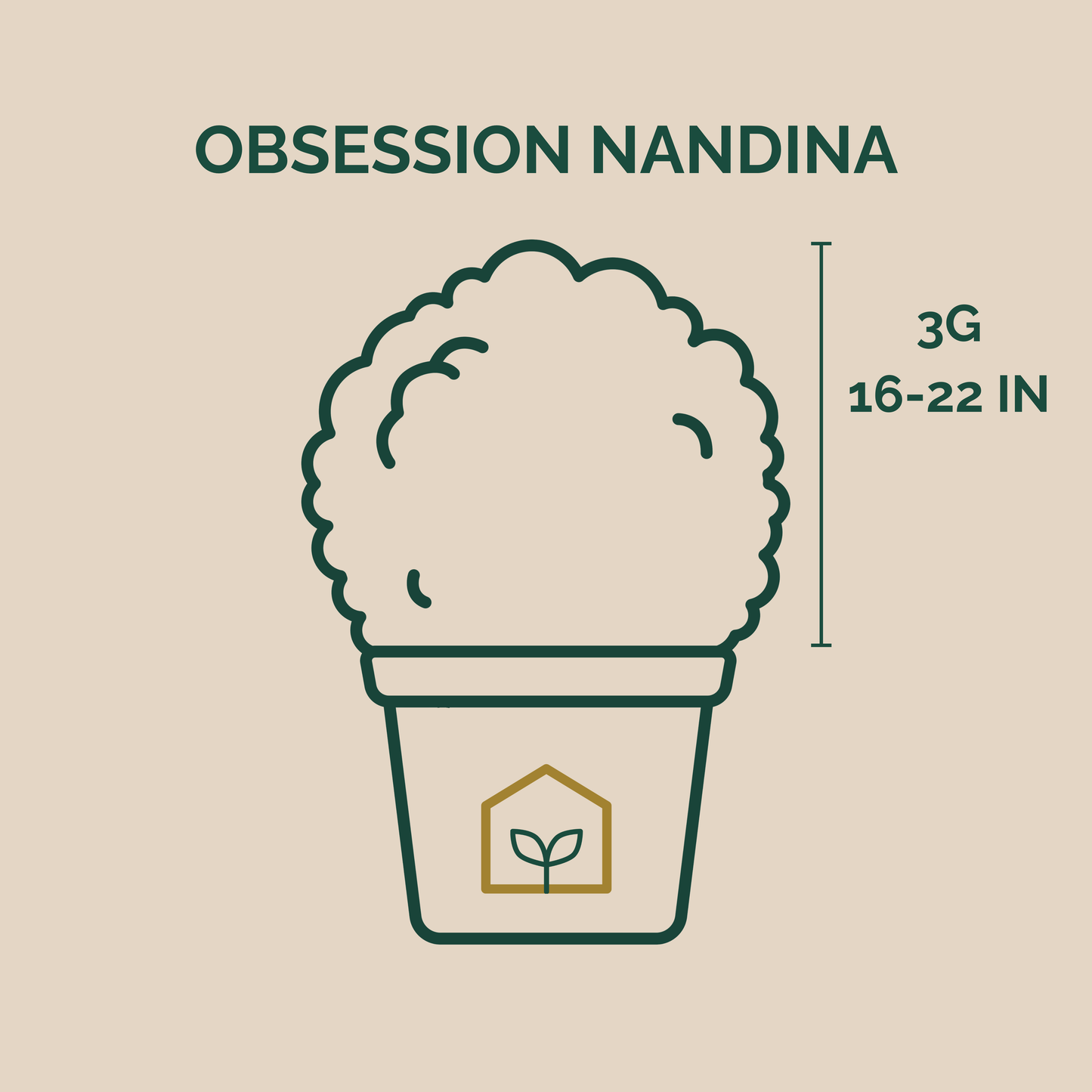 Illustration of a potted plant with 'Obsession Nandina' text and dimensions on a beige background.