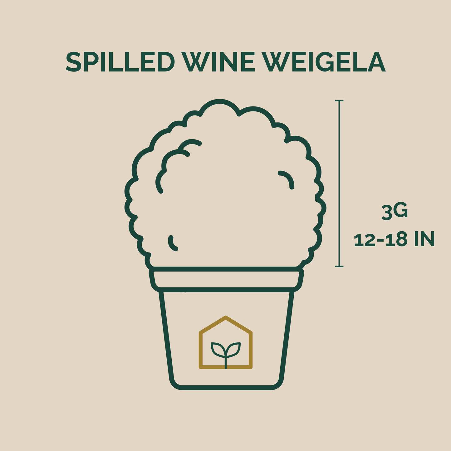 Illustration of a plant labeled 'Spilled Wine Weigela' with dimensions on a beige background