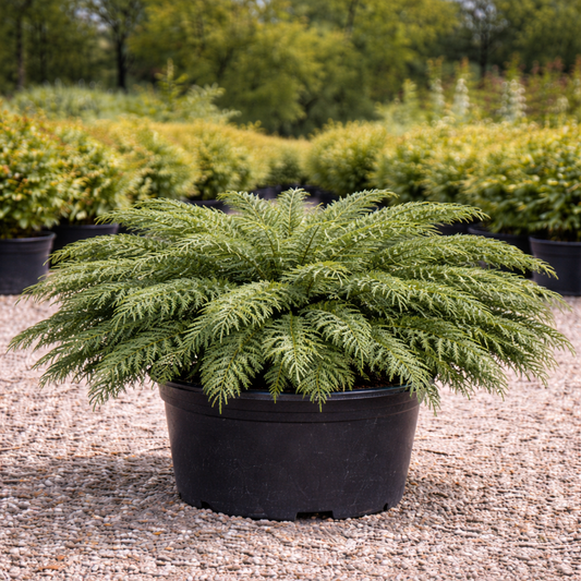 Potted fern plant in a garden setting with other plants in the background