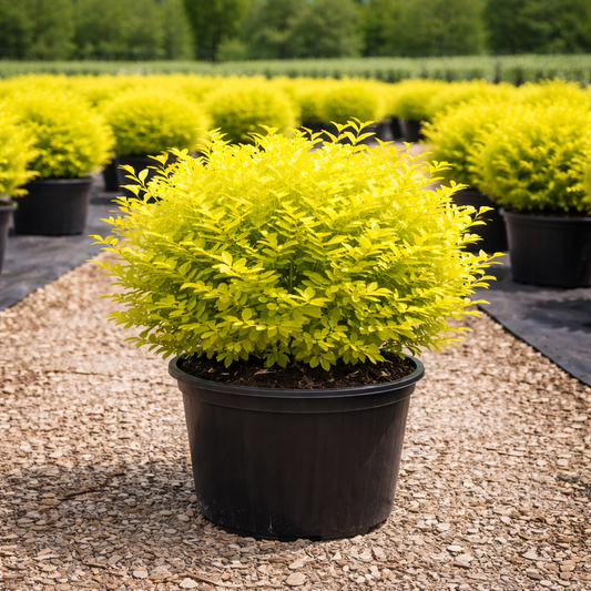 Row of potted yellow shrubs in a nursery setting