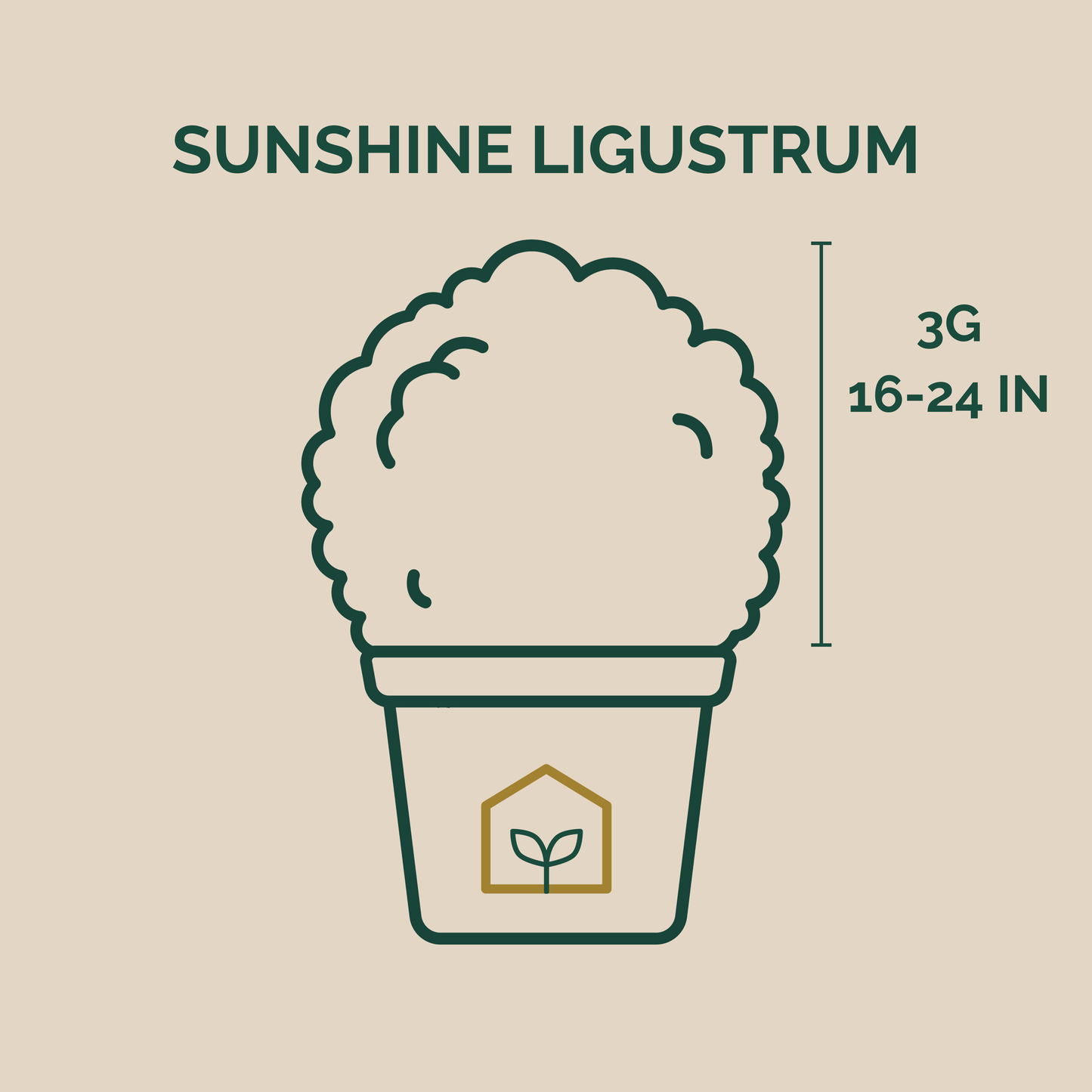 Illustration of a potted plant with 'Sunshine Ligustrum' text and dimensions on a beige background.