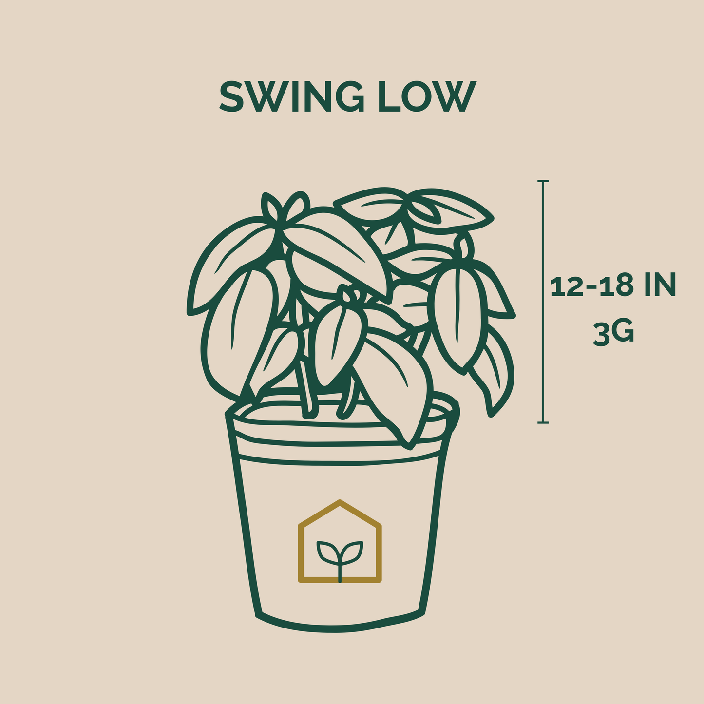 Illustration of a potted plant with dimensions and text on a beige background