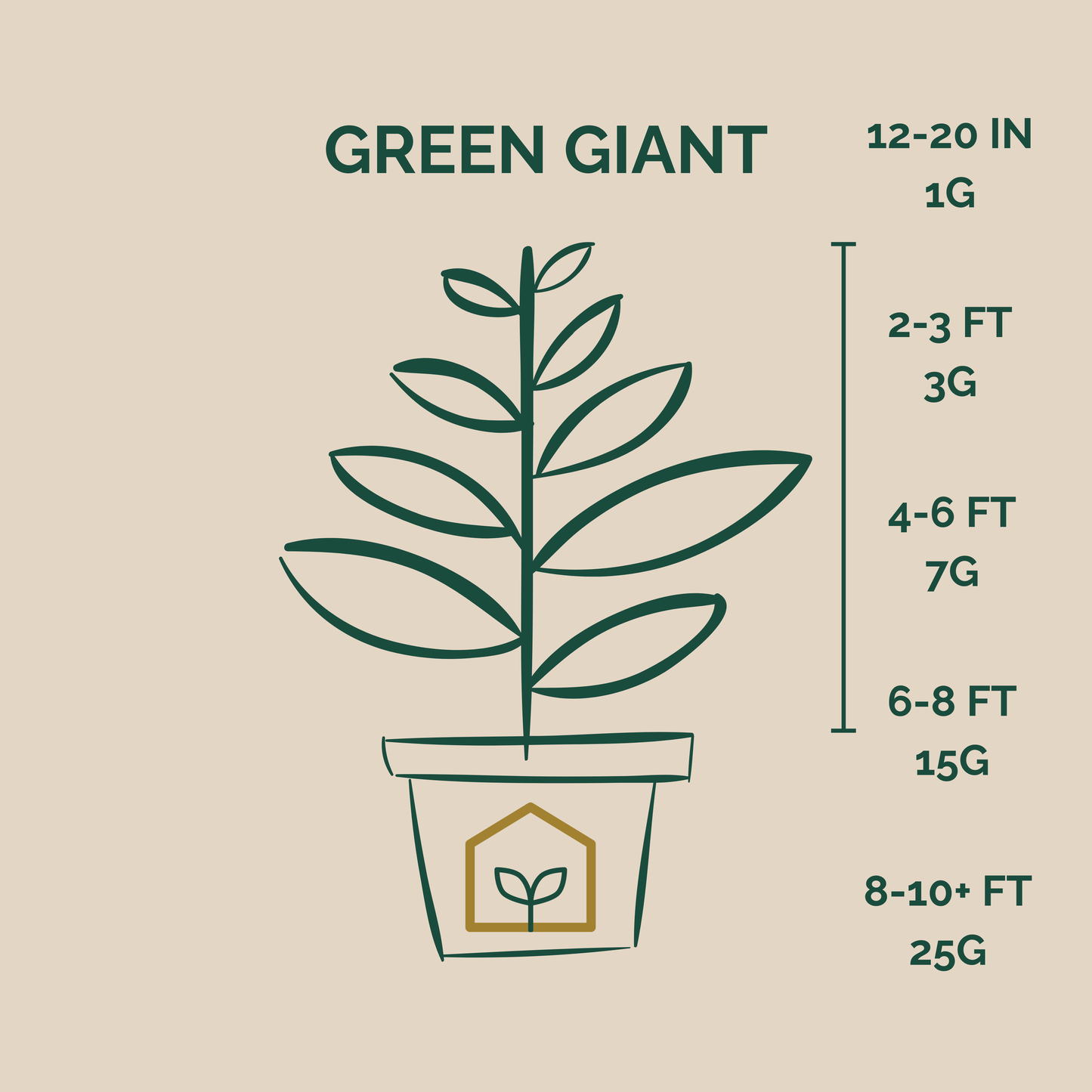 Average Sizes of Green Giants in Pots