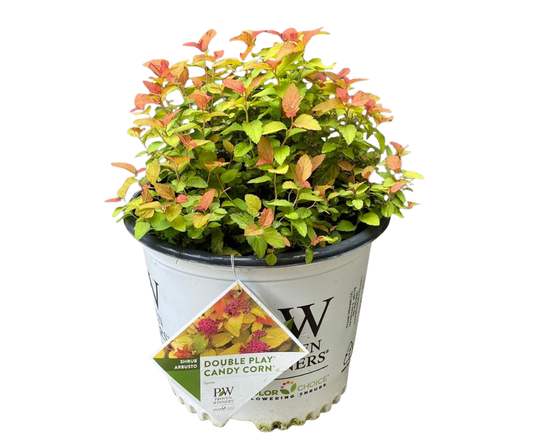 Double Play® Candy Corn® Spirea - 3 Gallon