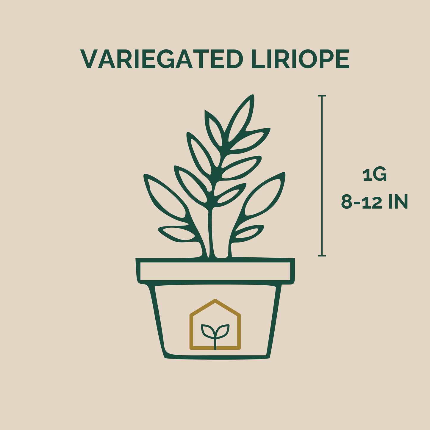 Variegated Liriope illustration showing measurements of the plant at the nursery