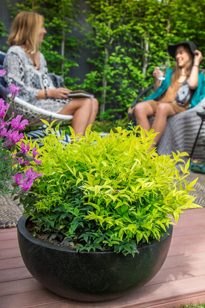 Lemon Lime Nandina - 3 Gallon