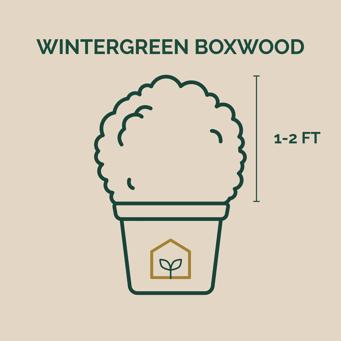 Illustration of a potted wintergreen boxwood plant with dimensions on a beige background