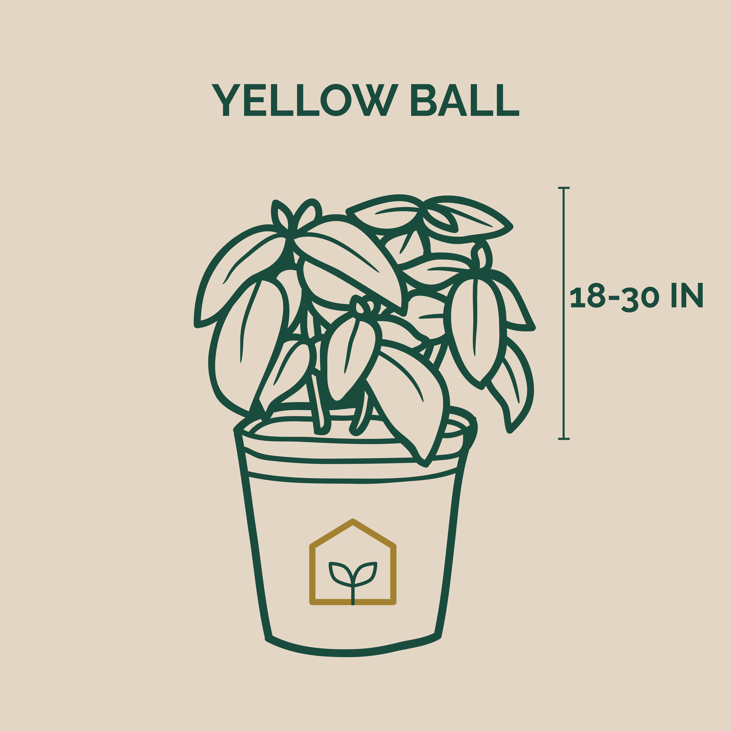 Illustration of a potted plant with dimensions on a beige background