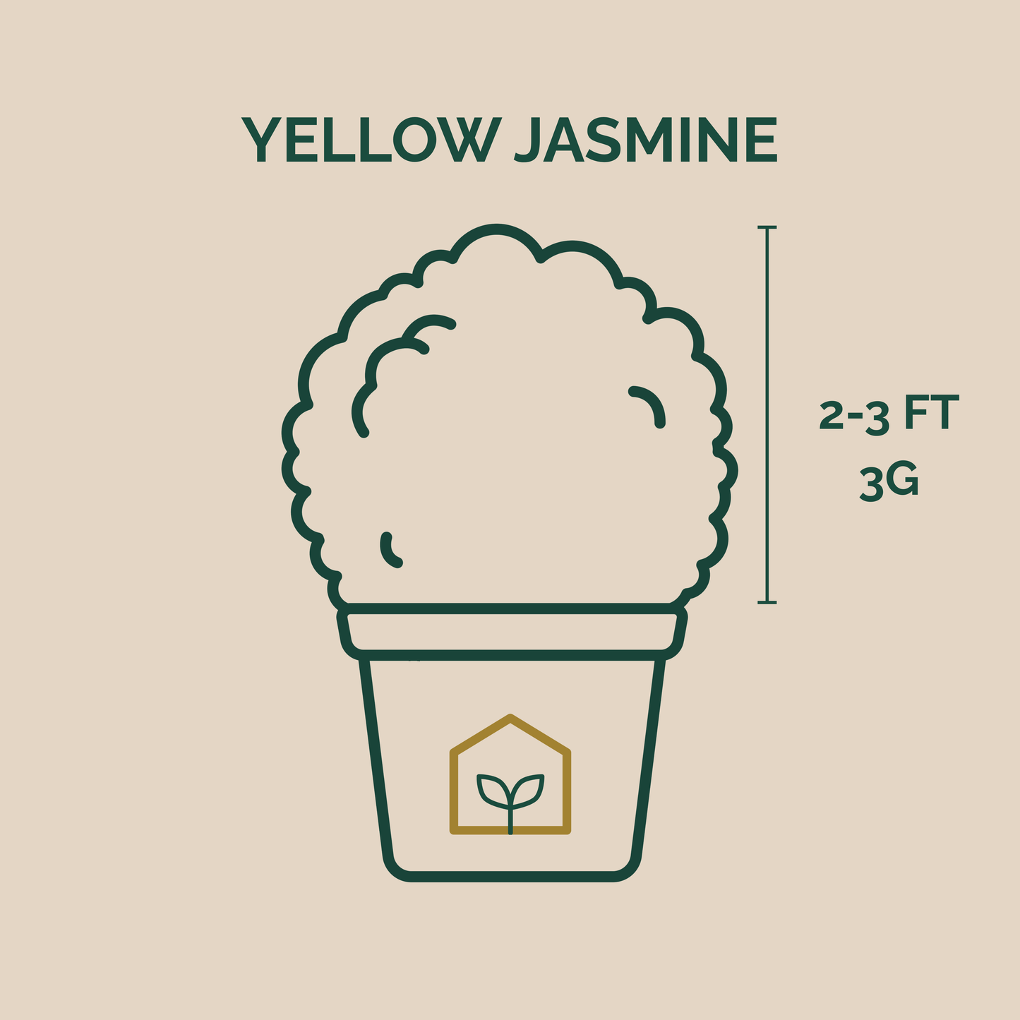 Illustration of a potted yellow jasmine plant with height and weight information on a beige background.